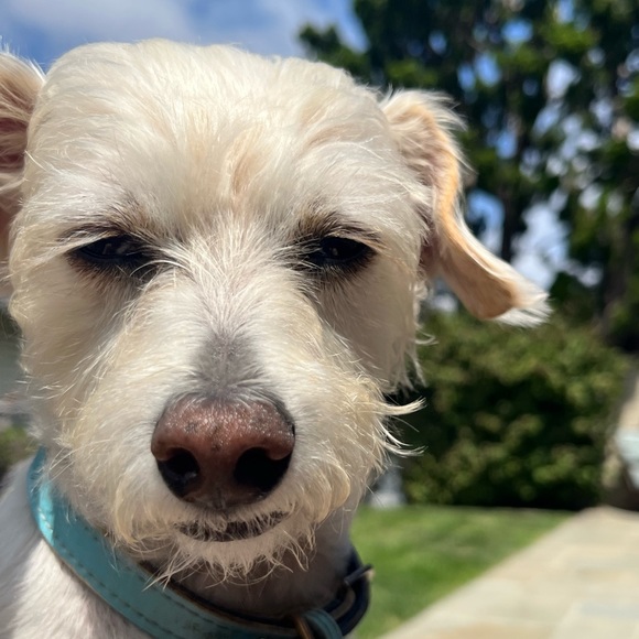 Meet your Posher, Amy - Picture 1 of 1